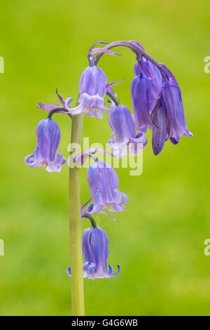 Common English Bluebell, Hyacinthoides nonscripta Stock Photo