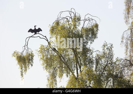 Cormorant with wings outstretched to dry them perched on branch of tree Stock Photo