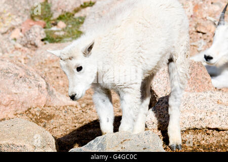 Baby Mountain Goats on Mount Evans Colorado Stock Photo