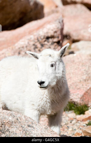 Baby Mountain Goats on Mount Evans Colorado Stock Photo