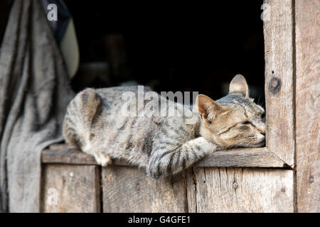 A cat snoozing on a window of a traditional Kayaw (Bwe) wood house, Heyi Ko village, Kayah State, Myanmar Stock Photo