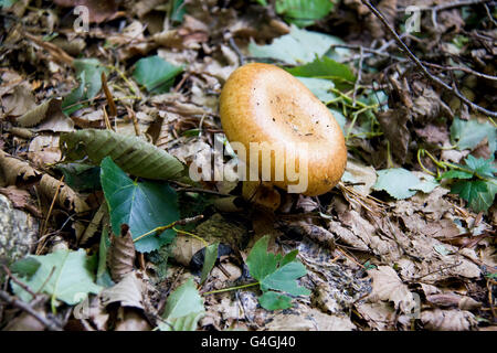 Lactarius repraesentaneus, commonly known as bearded milkcap Stock Photo