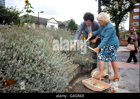 The Duchess of Cornwall helps guerrilla gardener Richard Reynolds harvest lavender on a roundabout in central London as part of a tour of urban gardens. Stock Photo