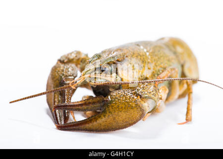 Crayfish on a white background. Crayfish isolated on white Stock Photo