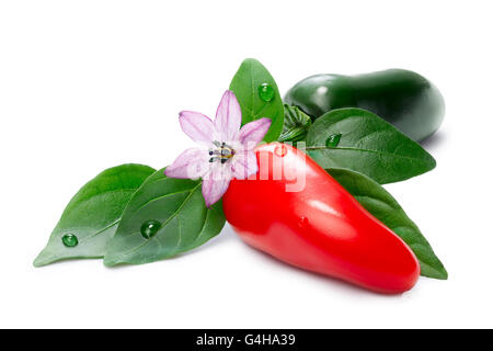 Hot Laminada Peppers (Capsicum Annuum), red and green, with leaves and flower. Clipping paths for both peppers and shadow, infin Stock Photo