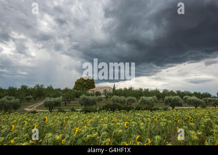 A massive threatening dark thundercloud moves over private house and sunflower field Stock Photo