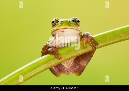 Hila arborea, european tree frog is a small, green tree frog Stock Photo