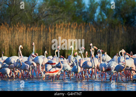 Flock of flamingos resting in shallow water Stock Photo
