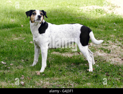 Danish Swedish farm dog Stock Photo - Alamy