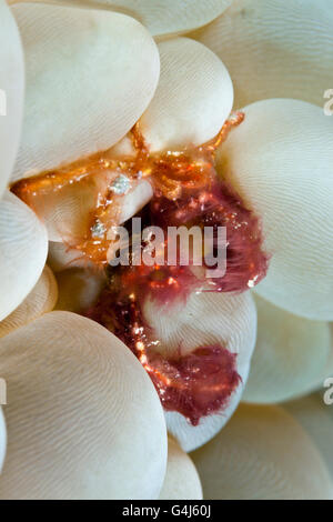 Pair of Orangutan Crab in Bubble Coral, Achaeus japonicus, Ambon, Moluccas, Indonesia Stock Photo