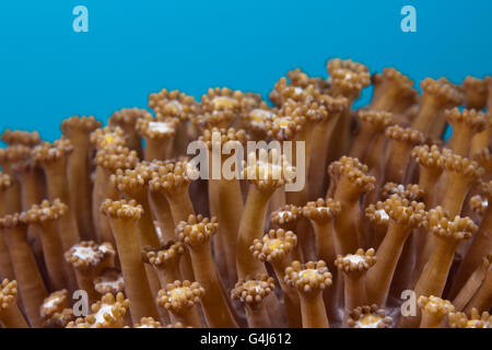 Close up of Flower Pot Coral Polyps, Goniopora sp., Ambon, Moluccas, Indonesia Stock Photo