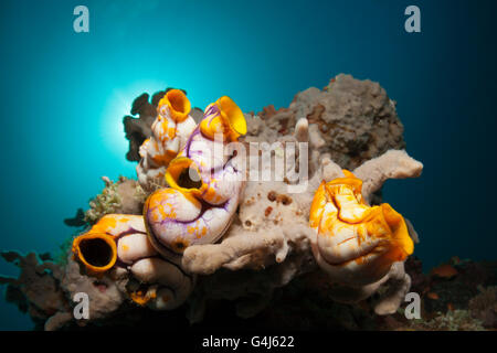 Golden Sea Squirts, Polycarpa aurata, Ambon, Moluccas, Indonesia Stock Photo