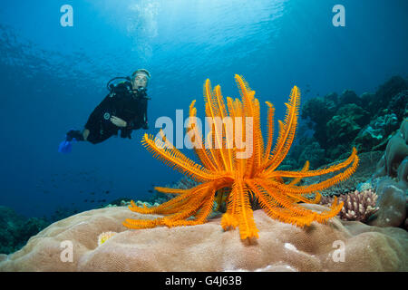 Crinoid in Coral Reef and scuba diver, Comanthina schlegeli, Ambon, Moluccas, Indonesia Stock Photo