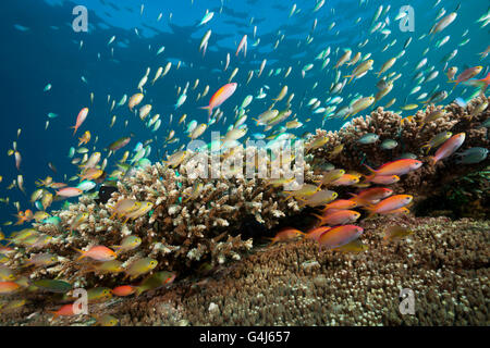 Anthias and Cromis in Coral Reef, Pseudanthias huchtii, Pseudanthias dispar, Ambon, Moluccas, Indonesia Stock Photo