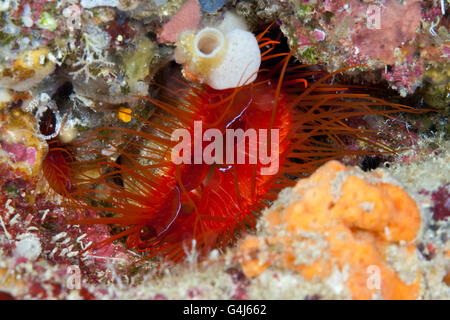 Electric Flame Scallop, Ctenoides ales, Ambon, Moluccas, Indonesia Stock Photo