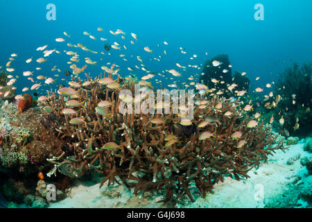 Red Cheeked Anthias over Coral Reef, Pseudanthias huchtii, Ambon, Moluccas, Indonesia Stock Photo
