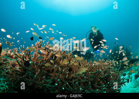 Red Cheeked Anthias over Coral Reef and scuba diver, Pseudanthias huchtii, Ambon, Moluccas, Indonesia Stock Photo