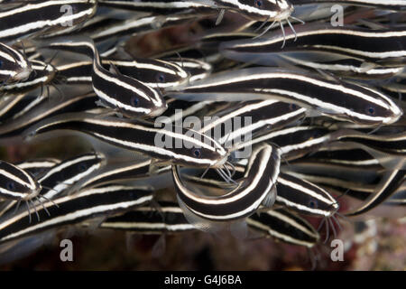 Shoal of Striped Eel Catfish, Plotosus lineatus, Ambon, Moluccas, Indonesia Stock Photo