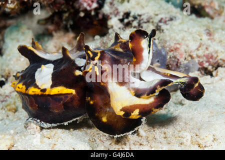 Flamboyant Cuttlefish, Metasepia pfefferi, Ambon, Moluccas, Indonesia Stock Photo