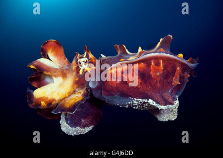 Flamboyant Cuttlefish, Metasepia pfefferi, Ambon, Moluccas, Indonesia Stock Photo