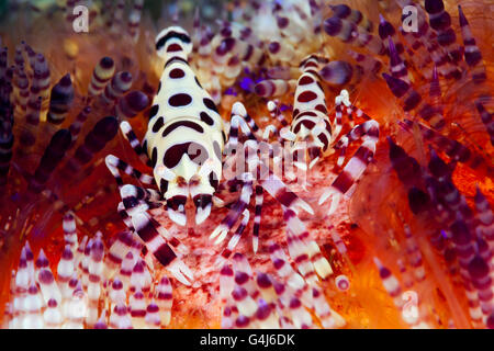 Pair of Coleman Shrimp on Fire Sea Urchin, Periclimenes colemani, Ambon, Moluccas, Indonesia Stock Photo