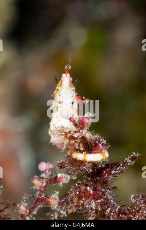 Colemans Pygmy Seahorse, Hippocampus colemani, Raja Ampat, West Papua, Indonesia Stock Photo