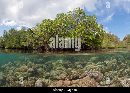 Corals growing under Mangroves, Raja Ampat, West Papua, Indonesia Stock Photo