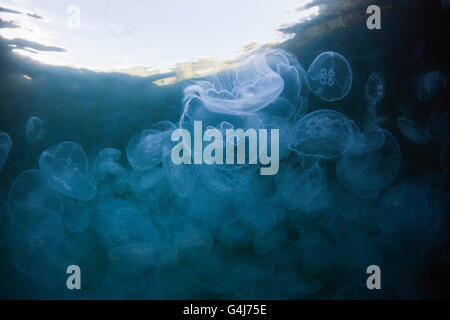 Aggregation of Moon Jellyfish, Aurelia aurita, Raja Ampat, West Papua, Indonesia