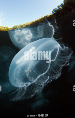 Moon Jellyfish, Aurelia aurita, Raja Ampat, West Papua, Indonesia Stock Photo