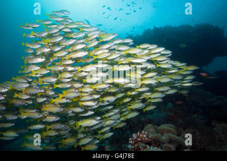 Shoal of Bengal Snapper and Big-eye Snapper, Lutjanus bengalensis, Lutjanus lutjanus, Raja Ampat, West Papua, Indonesia Stock Photo