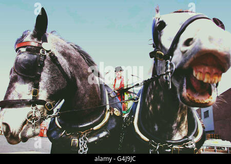 Around 750 jobs and the future of the embattled Vaux brewery remained in doubt today after a buyout of the company by its managers collapsed. It will also leave stable manager Bob Stobbart and 11 heavy horses which delivers beer to pubs around Sunderland unemployed. * some of which have been in service for 16 years. Stock Photo