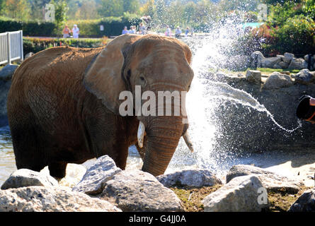 Opal the Elephant enjoys being sprayed with water by her keeper at Colchester Zoo during the hot weather. Stock Photo