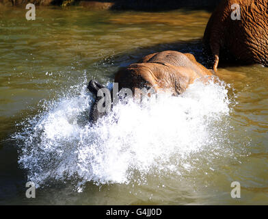 Autumn weather September 30th. Tanya, a female Elephant enjoys playing in the water during the heat wave at Colchester Zoo. Stock Photo