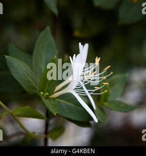 Italium Woodbine or Goat-leaf Honeysuckle, Lonicera caprifolium, flowers and buds with raindrops macro, selective focus, shallow Stock Photo