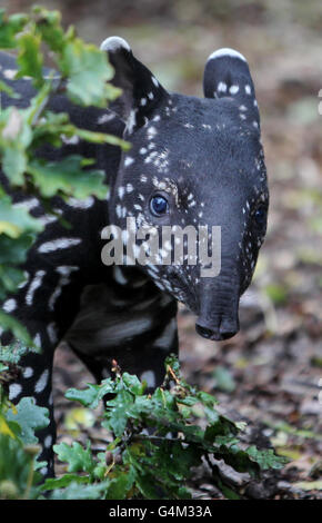 A 5 week old baby Tapir named Kejutan makes his first appearance ...