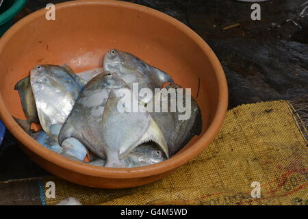 Kochi, India - November 1, 2015 - Fish fresh catched in India Stock Photo