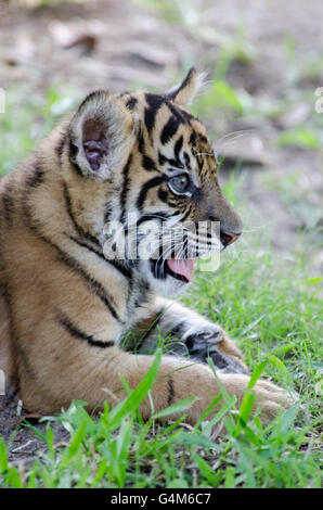 Starry eyed and wide open mouth three months old tiger cub at Australia Zoo Stock Photo
