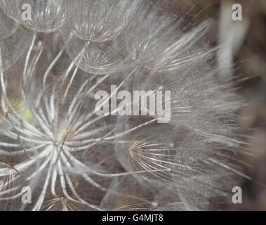 natural background of ripe goats beard plant seedhead Stock Photo