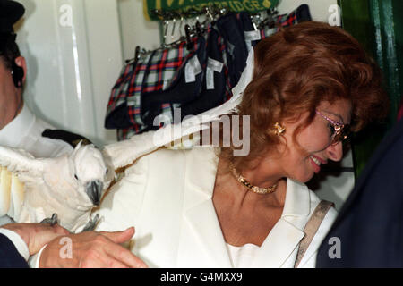 Italian film actress Sophia Loren with a parrot in the pet department of Harrods store in Knightsbridge, London. Ms Loren officially opened the Harrods Summer Sale, which runs until Saturday July 17. Stock Photo