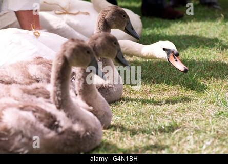 Swan Upping - the annual count of the Queen's swans taking place on the banks of the River Thames, Marlow, Barks, Wednesday July 21, 1999. The swans and cygnets were released back into the river after being counted and tagged. PA photo: Suzanne Hubbard/THE TIMES NPA ROTA Stock Photo