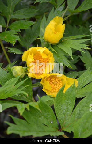 Paeonia Delavayi Lutea, yellow tree peony in flower, spring, UK. Stock Photo