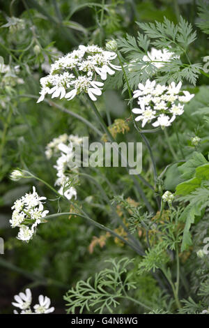 Orlaya grandiflora, White lace flower in a summer garden Stock Photo