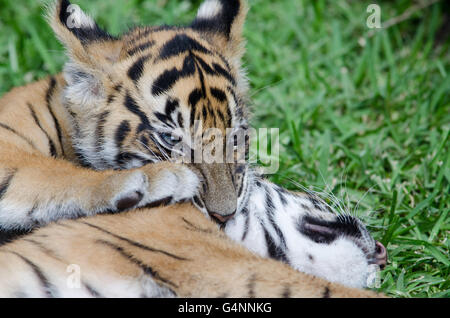 Two three months old Sumatran tiger cub playing in the grass in Australia Zoo Stock Photo