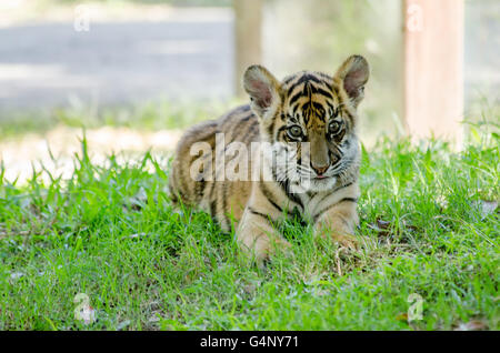 Three months old Sumatran tiger cub playing in the grass in Australia Zoo Stock Photo