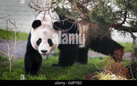 Giant Panda Yang Guang in his new enclosure at Edinburgh Zoo in Scotland ahead of going on public display later this week. Stock Photo