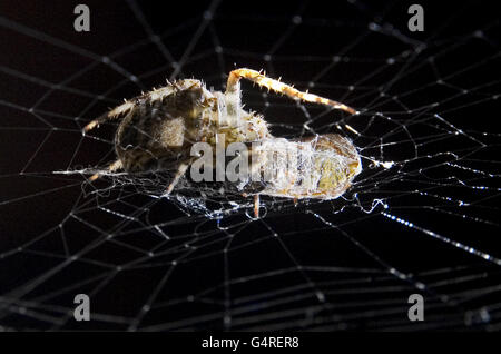 Spider Stock. A spider eats a wasp trapped in its web Stock Photo - Alamy