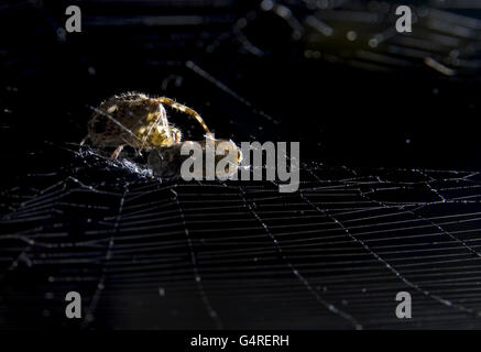 Spider Stock. A spider eats a wasp trapped in its web Stock Photo - Alamy