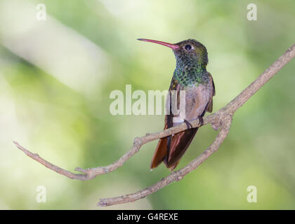 Buff-bellied hummingbird (Amazilia yucatanensis) owning its territory in Harlingen, Texas USA Stock Photo