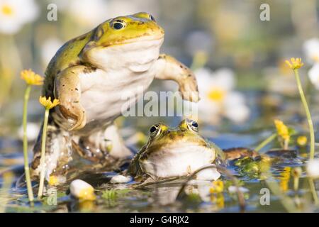 Edible frogs (Pelophylax esculentus) in water, mating, white water-crowfoot (Ranunculus aquatilis), Hesse, Germany Stock Photo