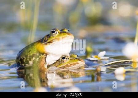 Edible frogs (Pelophylax esculentus) in water, mating, white water-crowfoot (Ranunculus aquatilis), Hesse, Germany Stock Photo